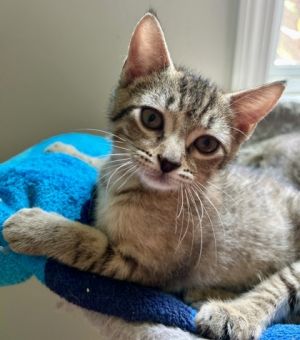 Laurel, Baby Female Domestic Short Hair