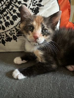 Krista, Baby Female Domestic Short Hair