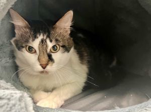 MALACHAI, Young Male Domestic Medium Hair