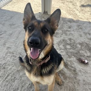 CATANA, Adult Female German Shepherd Dog