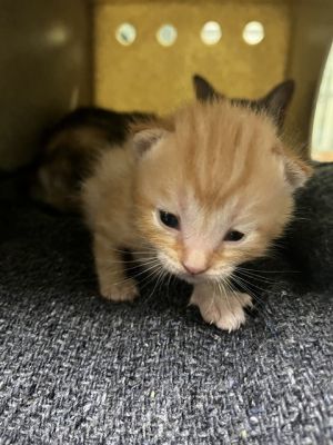 NELLIE, Baby Male Domestic Short Hair