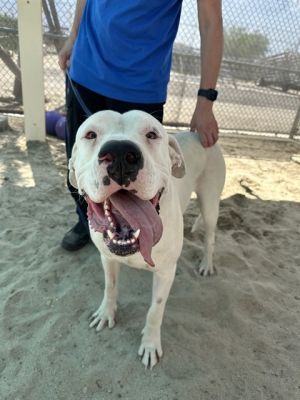 ROWAN, Young Female Dogo Argentino