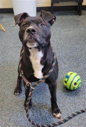 KONG, Adult Male Pit Bull Terrier