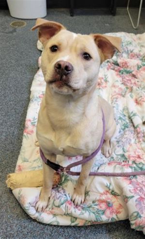 DROGBA, Young Female Pit Bull Terrier