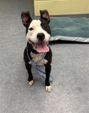 NEYMAR, Young Female Pit Bull Terrier