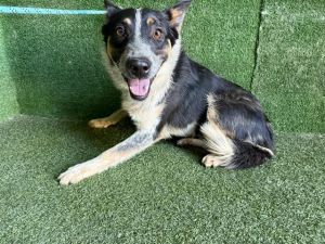 FLINT, Young Male Australian Cattle Dog / Blue Heeler
