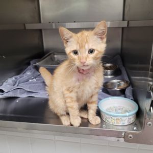 CARRILLO Domestic Short Hair Cat