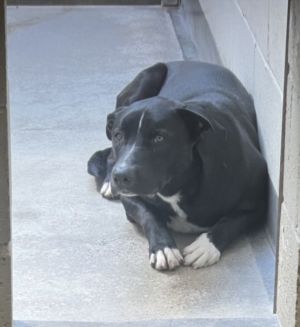 PANTHER Mixed Breed Dog
