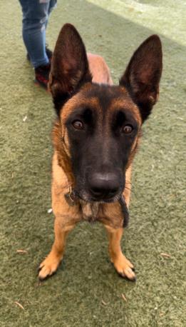 DIEGO Belgian Shepherd / Malinois Dog