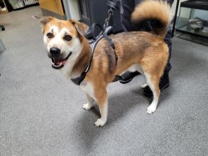 MAX Husky Dog