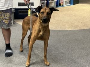 MAX German Shepherd Dog Dog