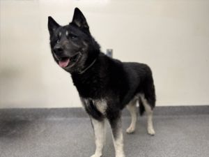 JACK German Shepherd Dog Dog