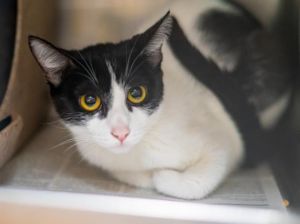 LOUISE Domestic Short Hair Cat