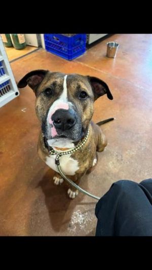 MELO, Adult Male Boxer