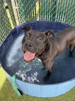 BLACKBERRY, Young Female Pit Bull Terrier