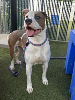 SKYE, Young Female Pit Bull Terrier