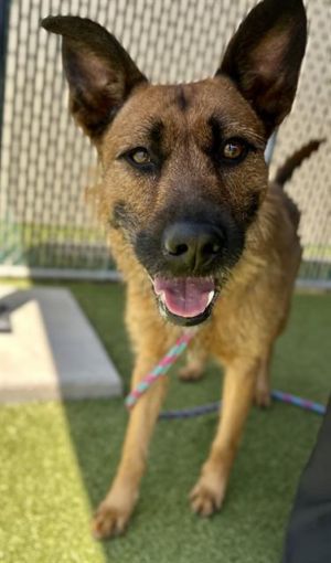 GUNNER, Young Male German Shepherd Dog