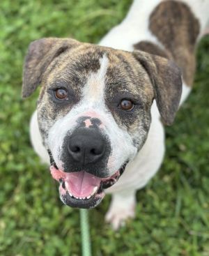 MILO, Young Male Pit Bull Terrier