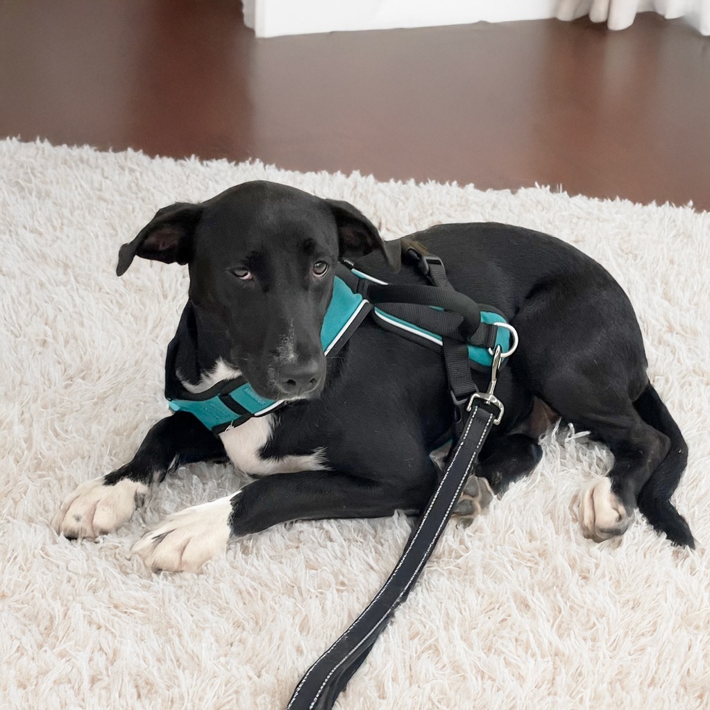 Scout