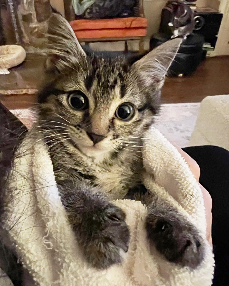 Belladonna