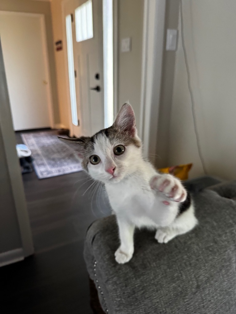 Penny