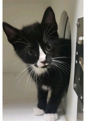 PHYSICS, Baby Male Domestic Short Hair