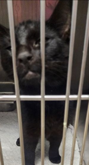 BELLE, Young Female American Shorthair