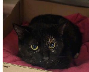 CATHERINE RUSSELL, Young Female Domestic Short Hair