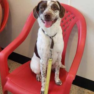 Indira, Adult Female Pointer