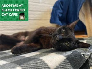 CORAL, Young Female Domestic Short Hair