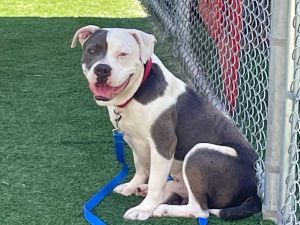 BARNABY Pit Bull Terrier Dog