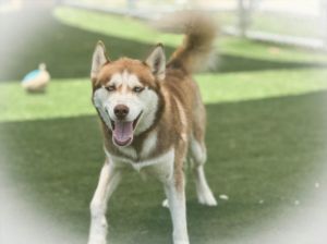 KODIAK, Young Male Siberian Husky