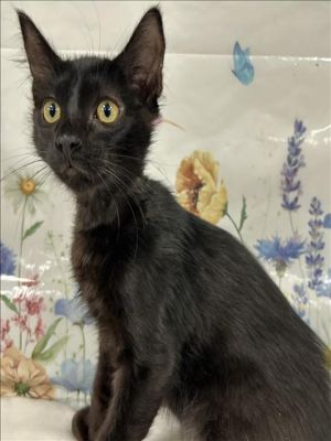 JOEY Domestic Short Hair Cat