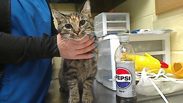 DIET PEPSI