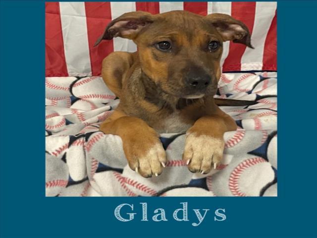 GLADYS