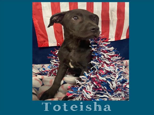 TOTEISHA