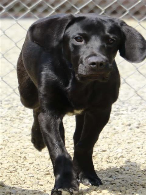 BEAU