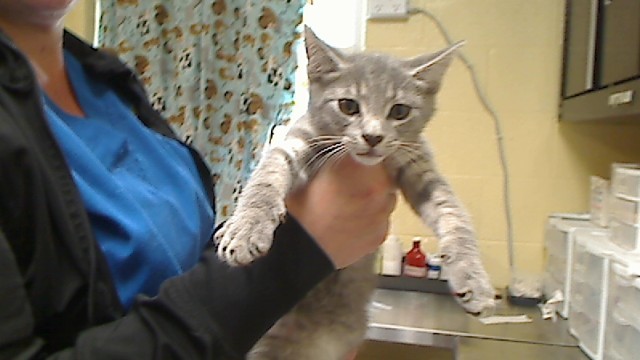 SWEET BABY RAY