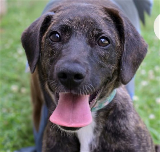 OTIS