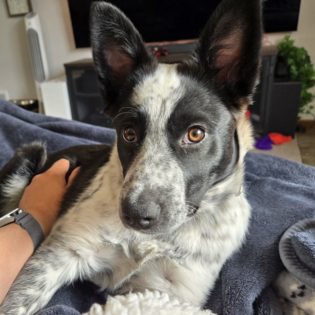 Ripley