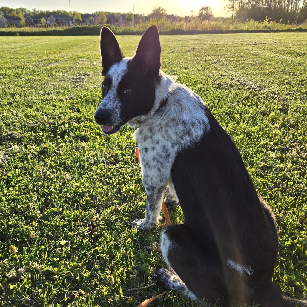 Ripley