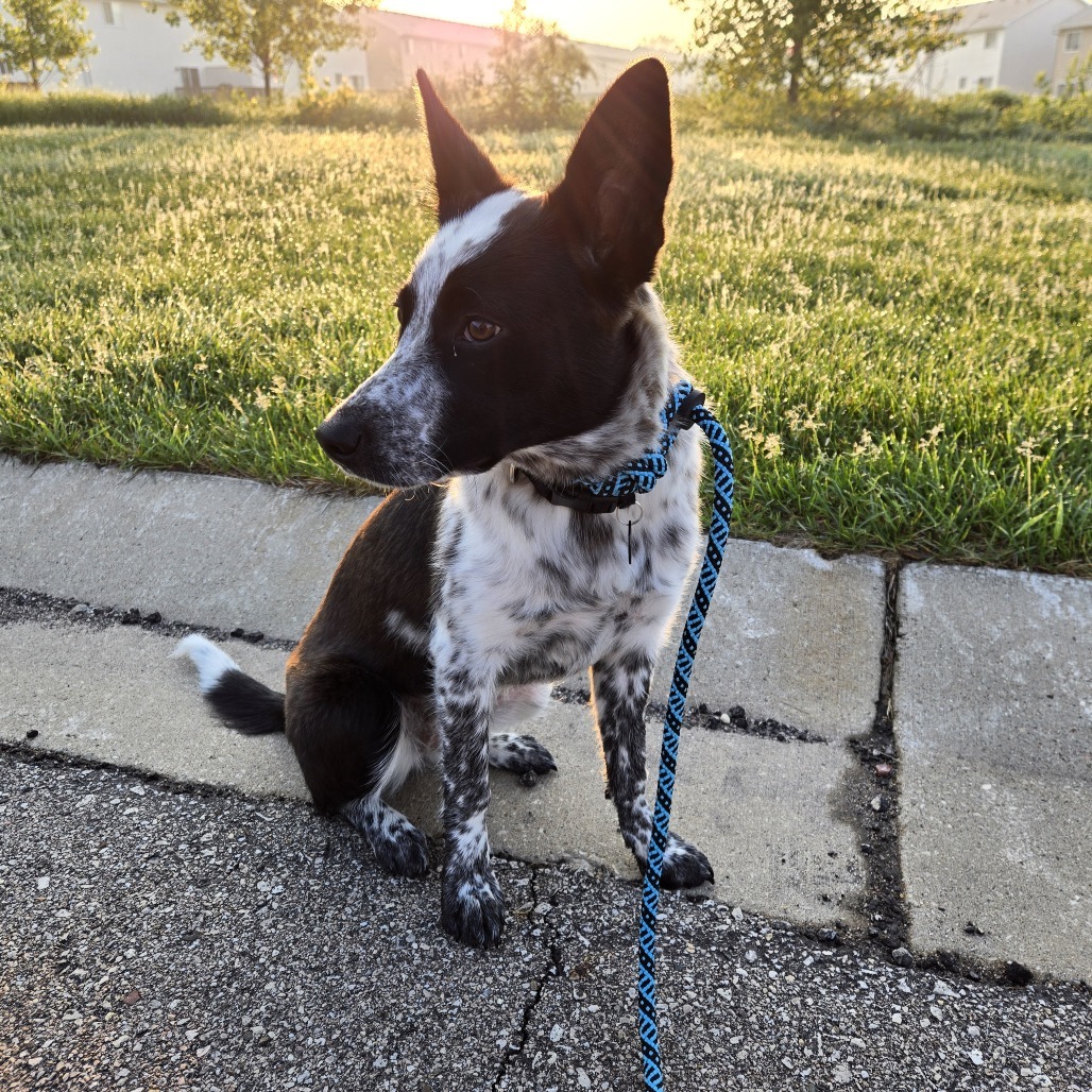 Ripley