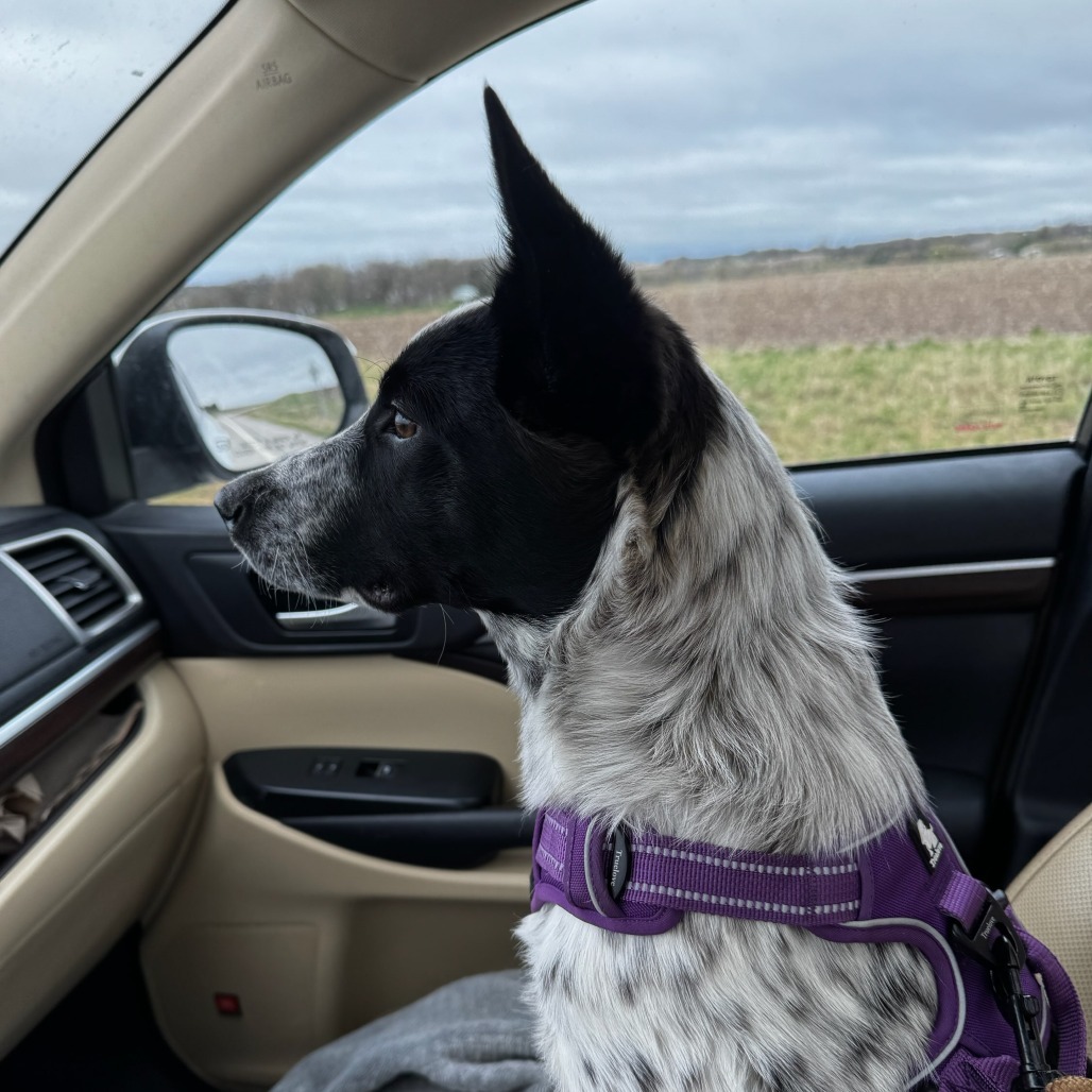 Ripley