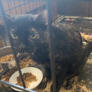 Bright Eyes, Adult Female Domestic Short Hair