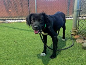 LULU, Adult Female Border Collie