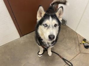 KNIGHT, Adult Male Siberian Husky