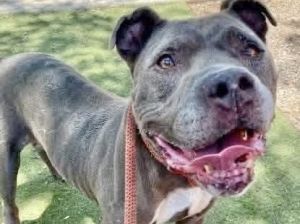 LAVENDER, Adult Female Pit Bull Terrier