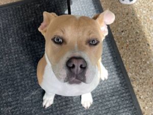COCO, Young Female Pit Bull Terrier