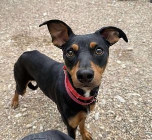 Curly, Baby Male Miniature Pinscher