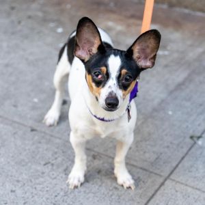 Mightiest and fairest of all the pups Galadriel is looking for a new home This sweet girl is just 